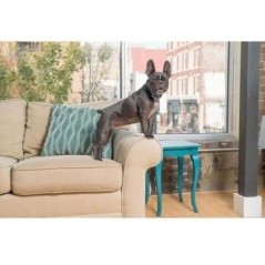 PetSafe - Collier anti aboiement pour Chien, Stimulation Eléctrostatique Progressive (6 Niveaux), Lot de 2 Piles RFA-67 (6V)