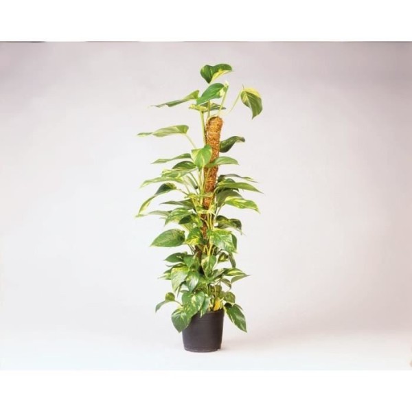 NATURE Tuteur en fibres de coco - H120 cm