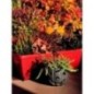 Bac a fleurs RIVIERA EVA - Lot 2 jardinieres - Plastique - 57 cm - Rouge Bac a fleurs RIVIERA EVA - Lot 2 jardinieres - Plastique - 57 cm - Rouge