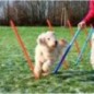 TRIXIE Piquets de slalom pour parcours d'agilité 115 cm 12 pcs Plastique TRIXIE Piquets de slalom pour parcours d'agilité 115 cm 12 pcs Plastique