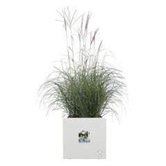 Elho Vivo Next Square 30 Bac a fleurs - Blanc - Ø 30 x H 29 cm - intérieurextérieur - 100% recyclé