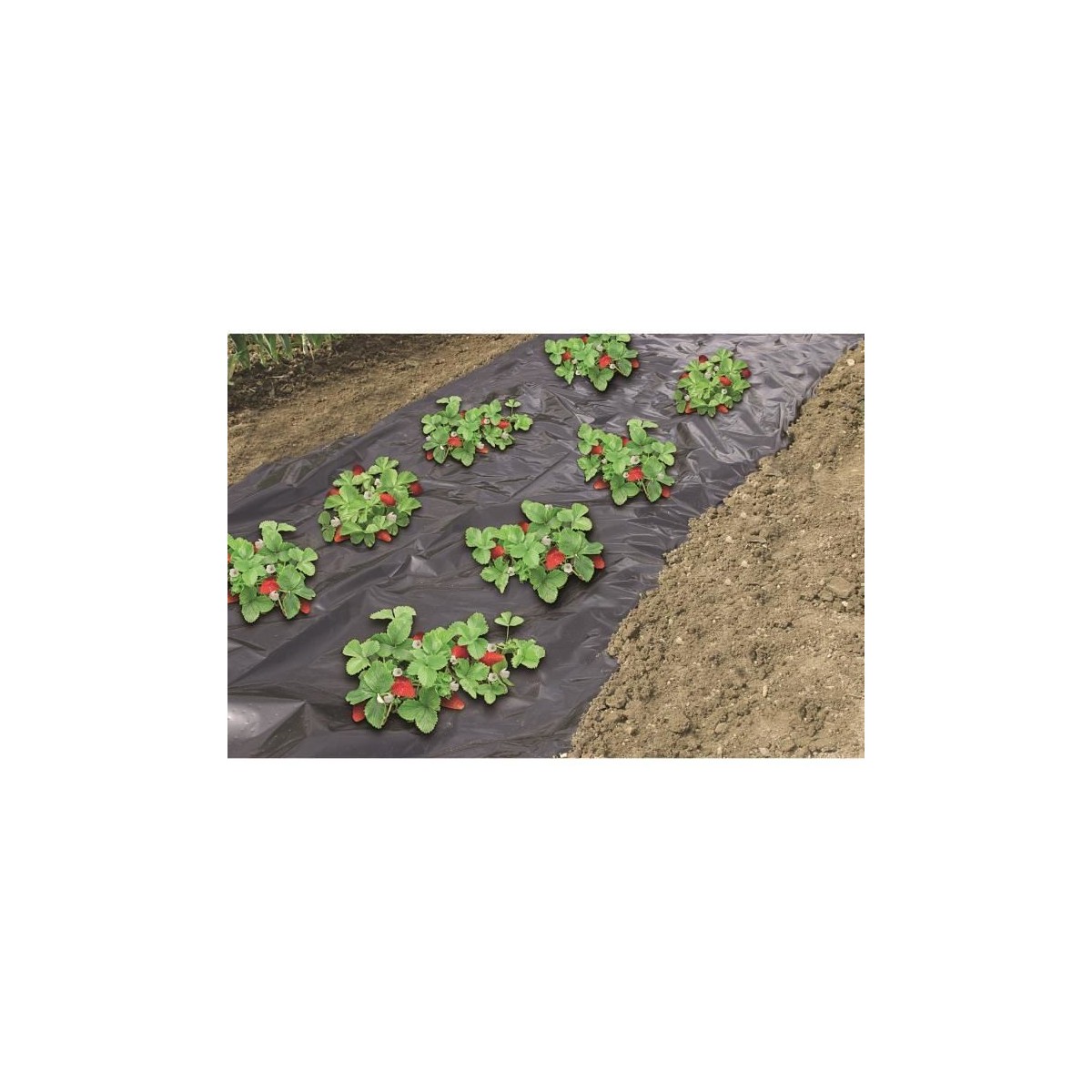Film de paillage spécial fraises - 1,40x10m