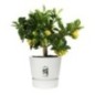 ELHO Pot de fleurs rond Greenville 30 - Extérieur - Ø 29,5 x H 27,8 cm - Blanc