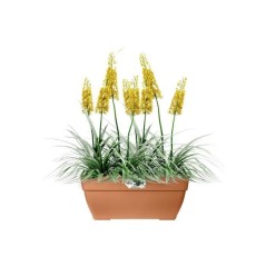 Elho Vibia Campana Bac a fleurs Terrasse 80 - Marron - L 77 x B 35 x H 33 cm - extérieur - 100% recyclé